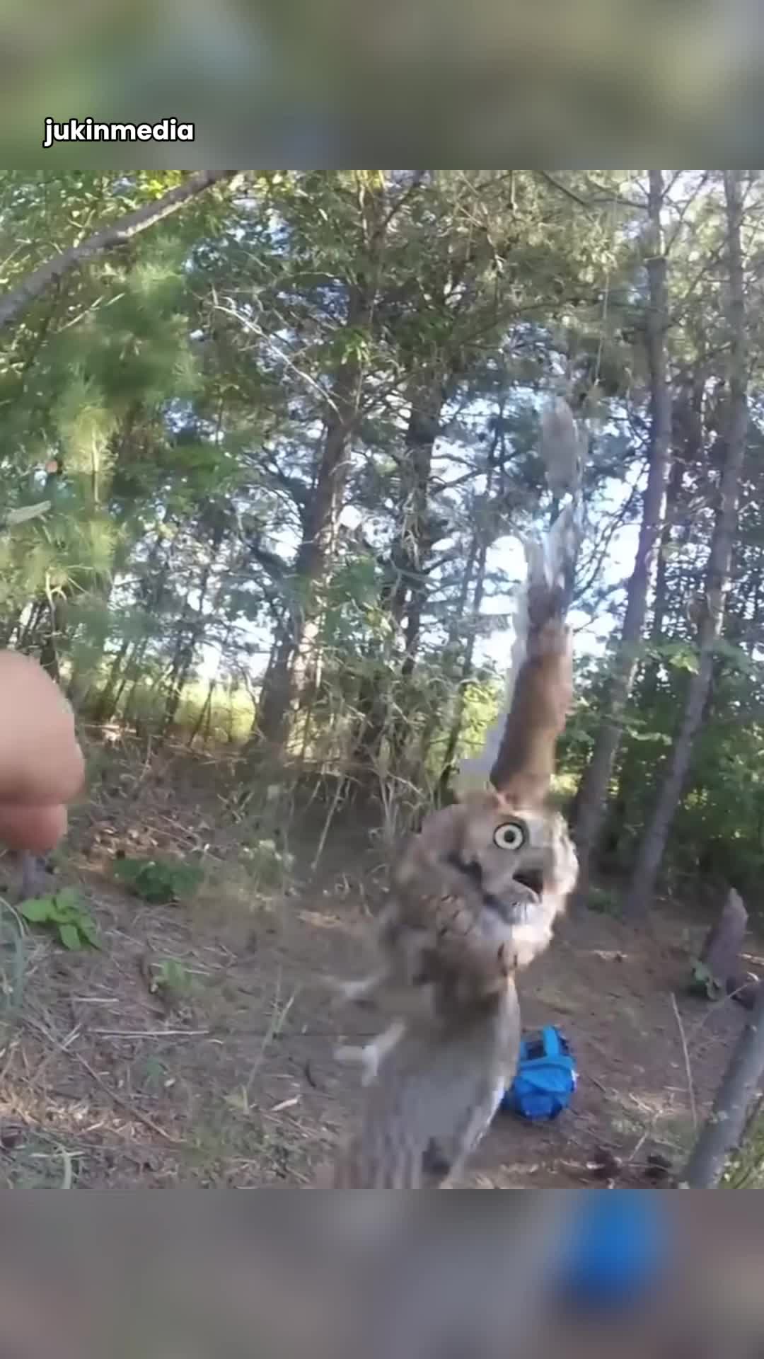 @Rescued Animals Us