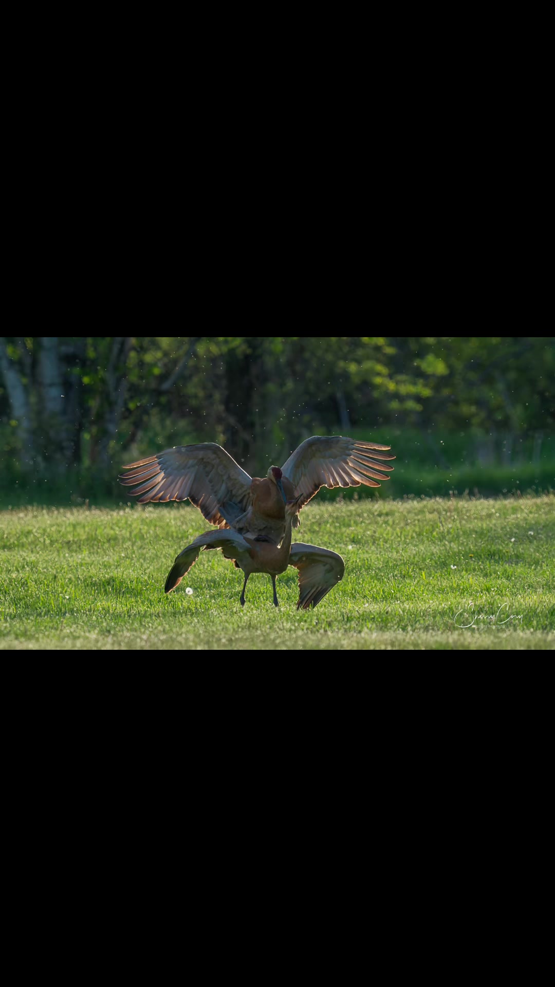 @❌Sherry &ldquo;Wildlife Paparazzi&rdquo;❌