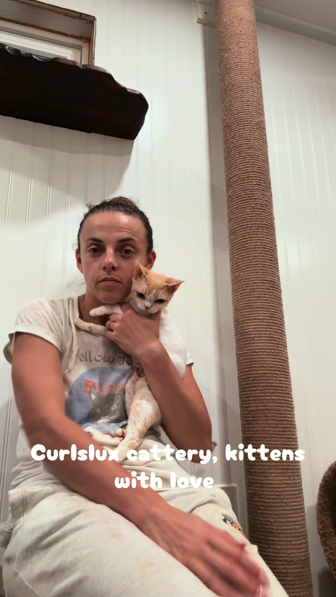 @Curlslux cattery!!🇺🇸