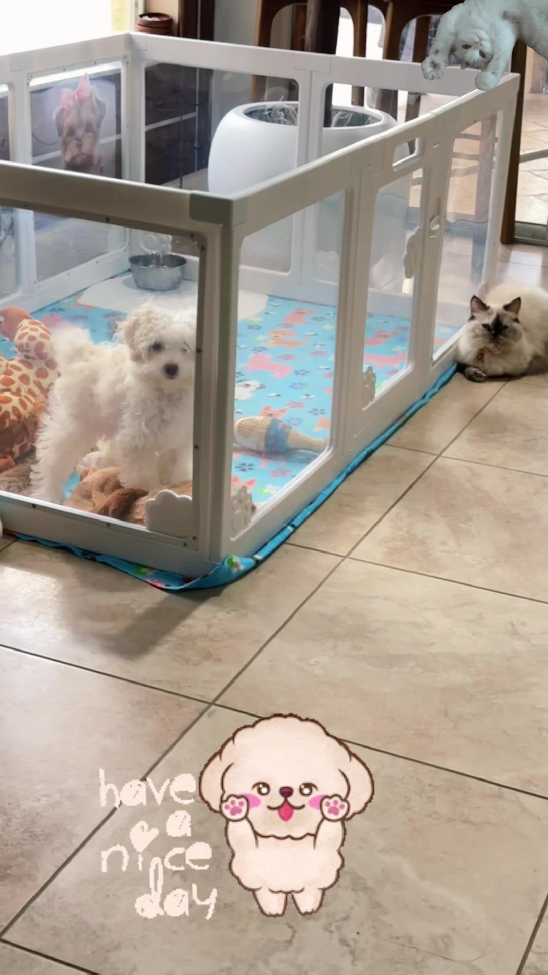 @A.PAWS🐕🐾
