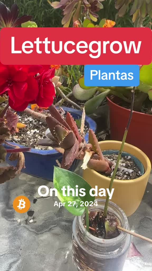 @Wetplantz
