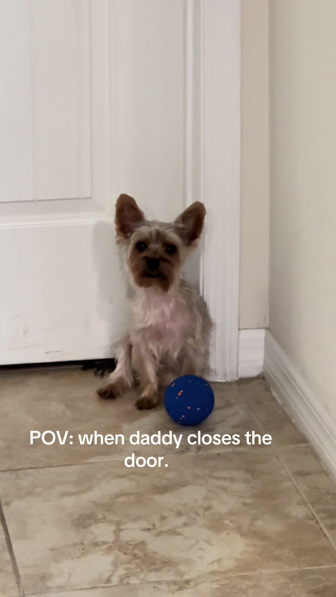 @Penny the Yorkie