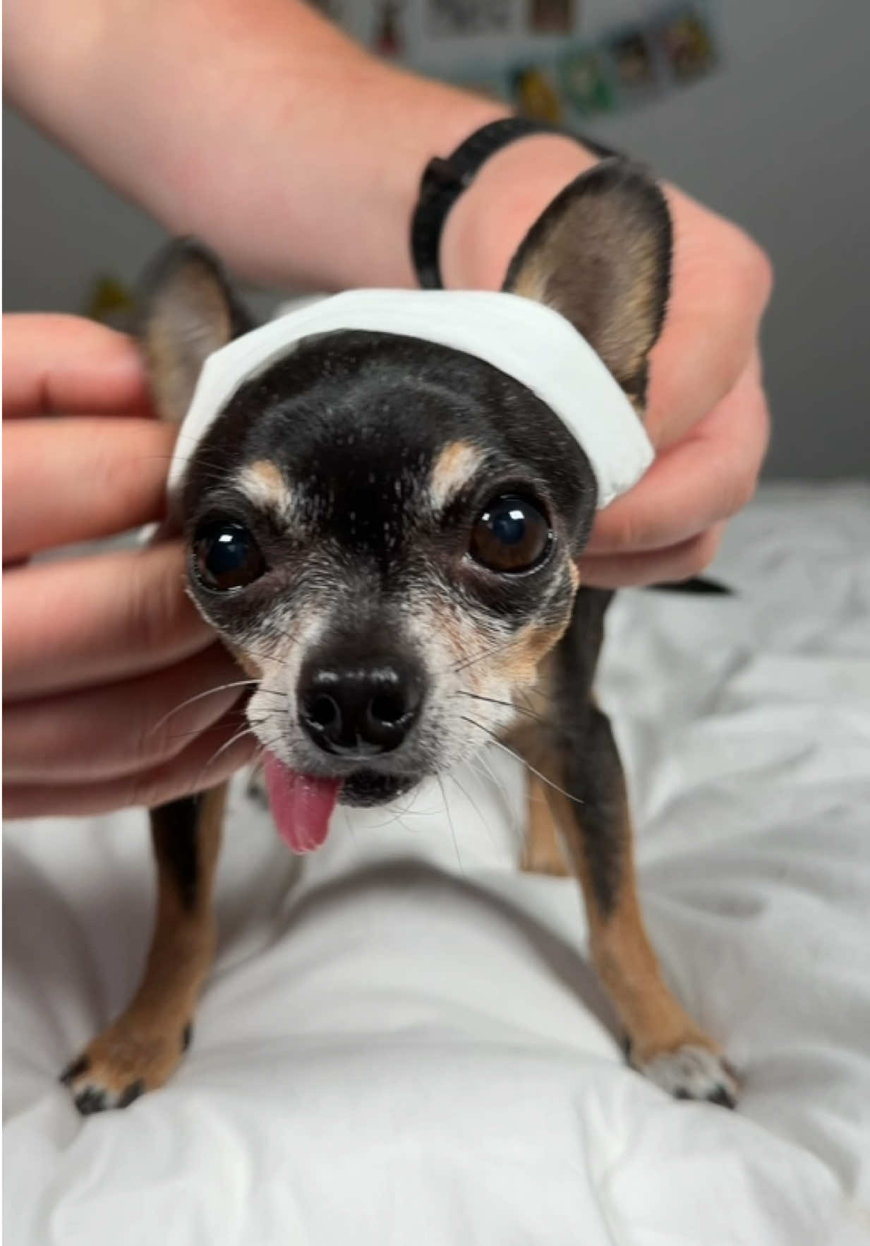 @Tiny Chihuahua Cedric & Maya