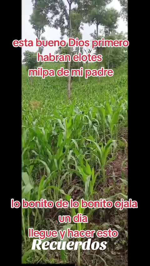 @FERNANDOJr.🧔&zwj;♂️S&Aacute;NCHEZ🐺🇭🇳