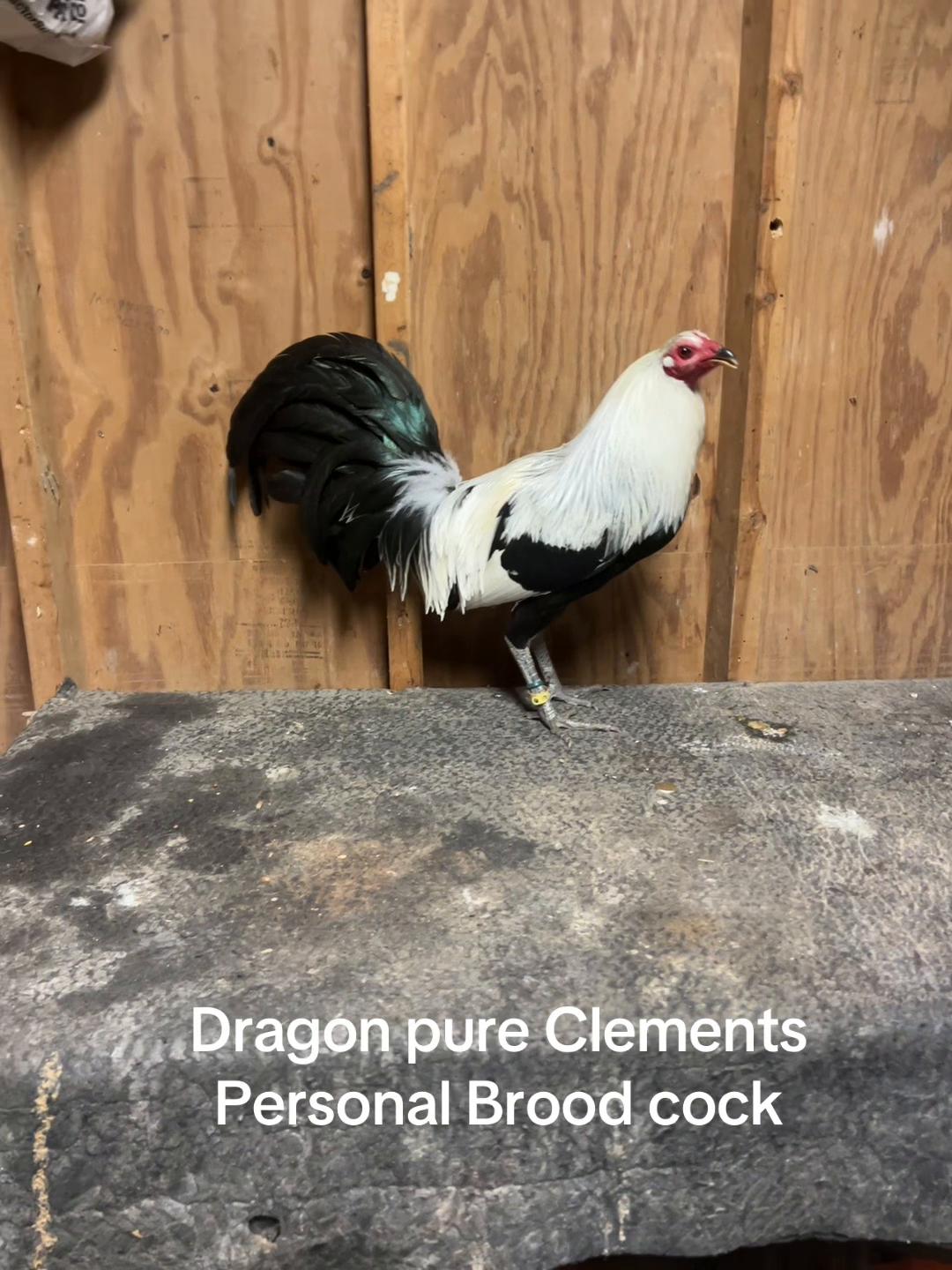 @Dragon game farm