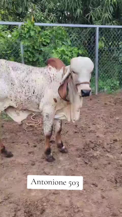 @Rancho El guanaco
