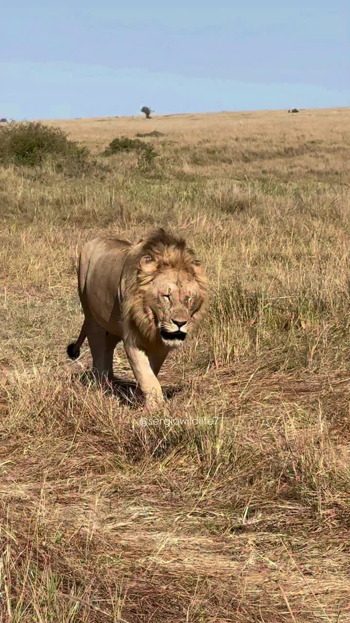 @lion_world5
