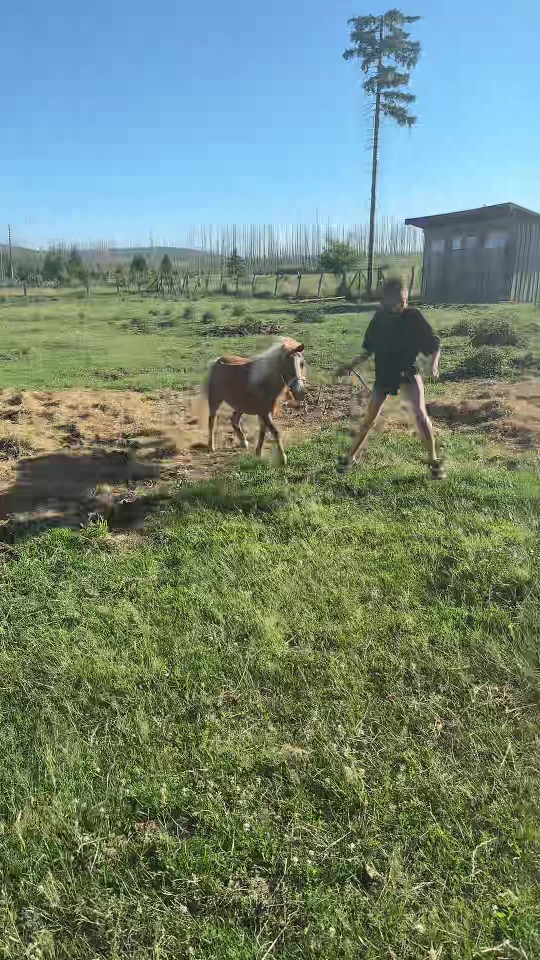 @HafiHorse2
