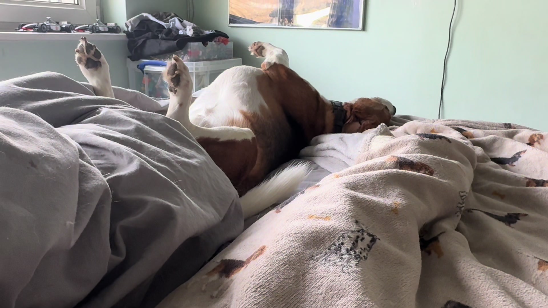 @Neo_The_Beagle