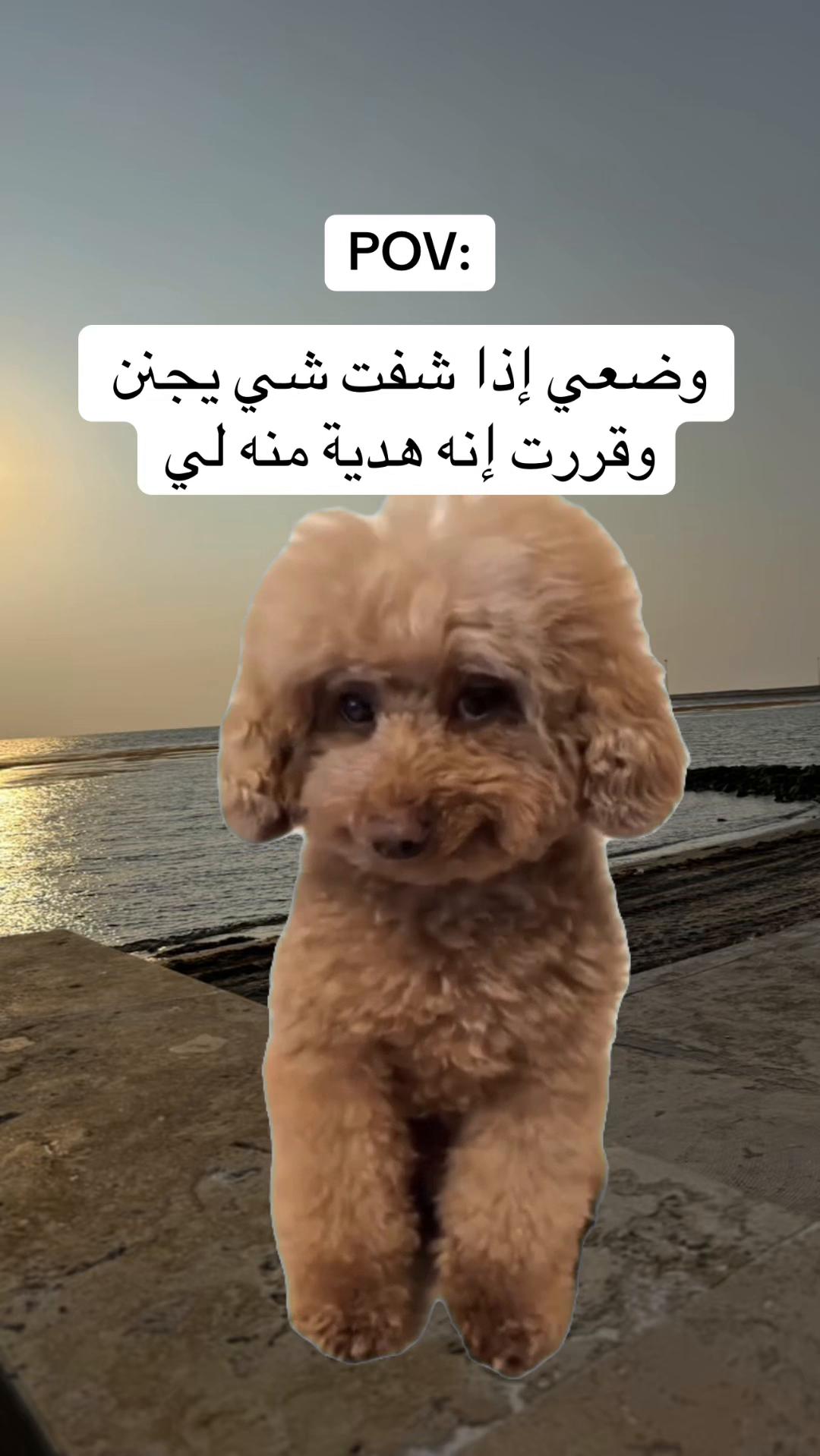 @Shopit