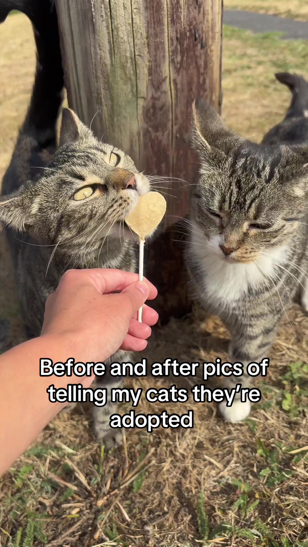 @Mittens