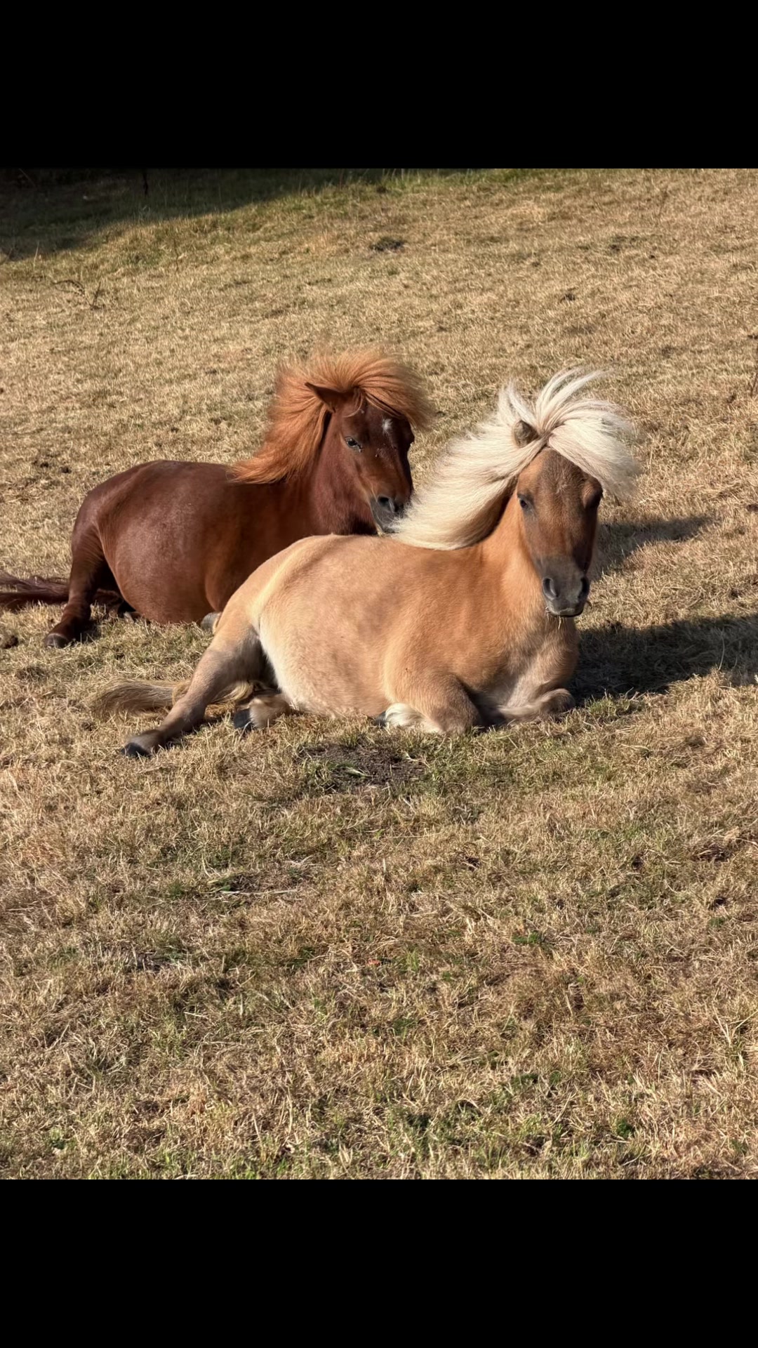 @Dartmoor Carriages