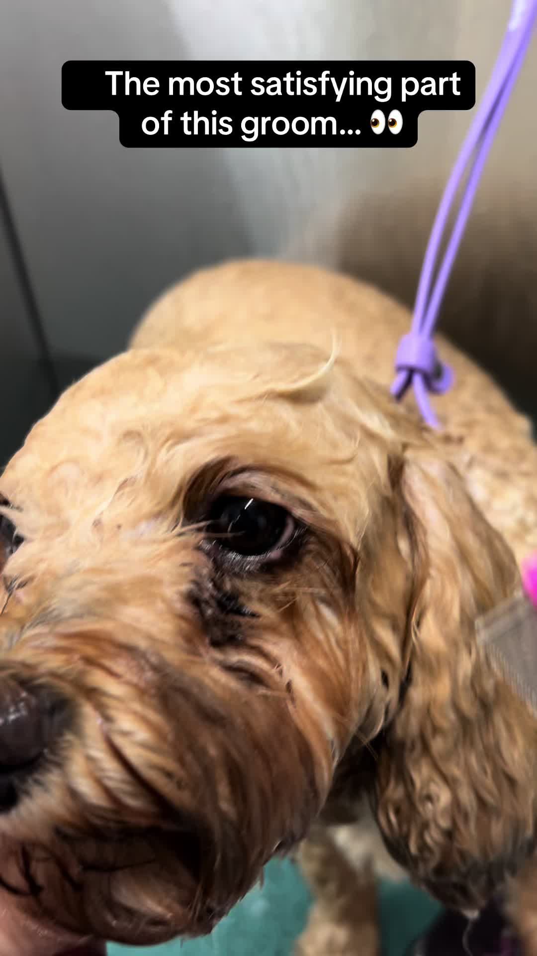 @Poochiepoosdoggrooming
