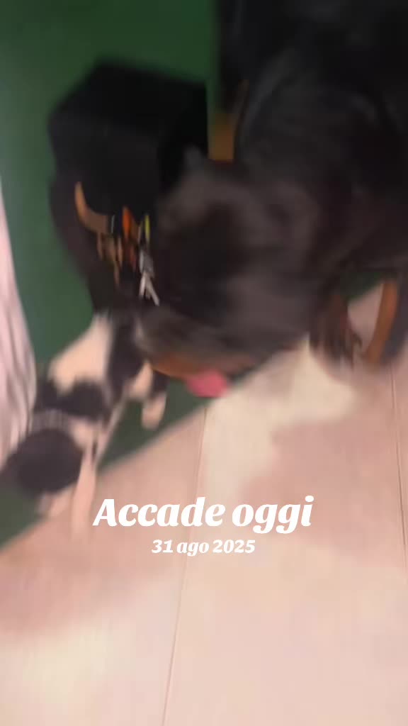 @Valentina Addestrare educando
