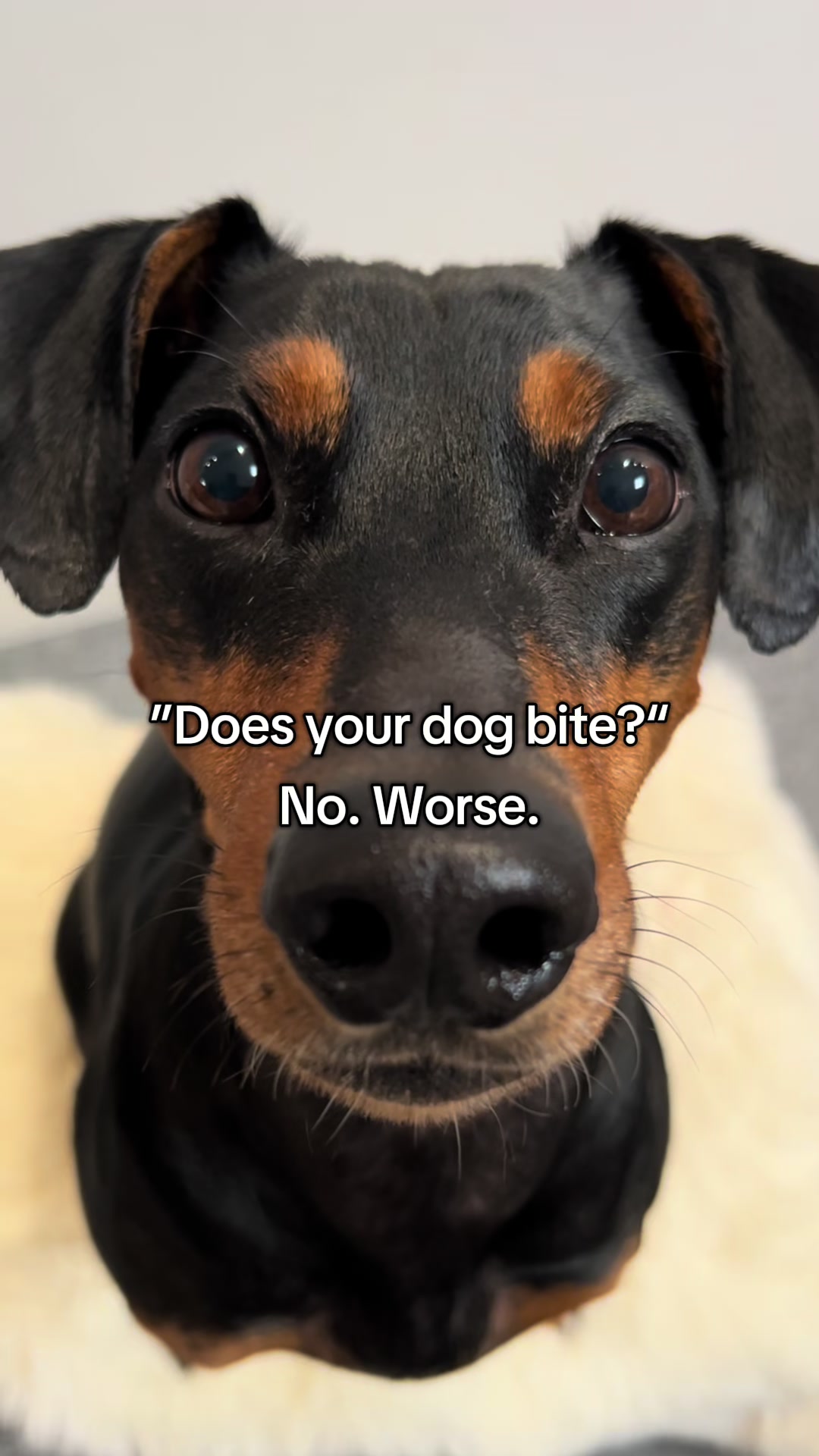 @AlvaTheHotDog