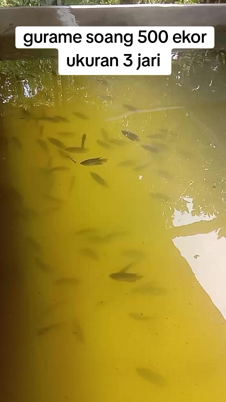 @afdhal koi farm