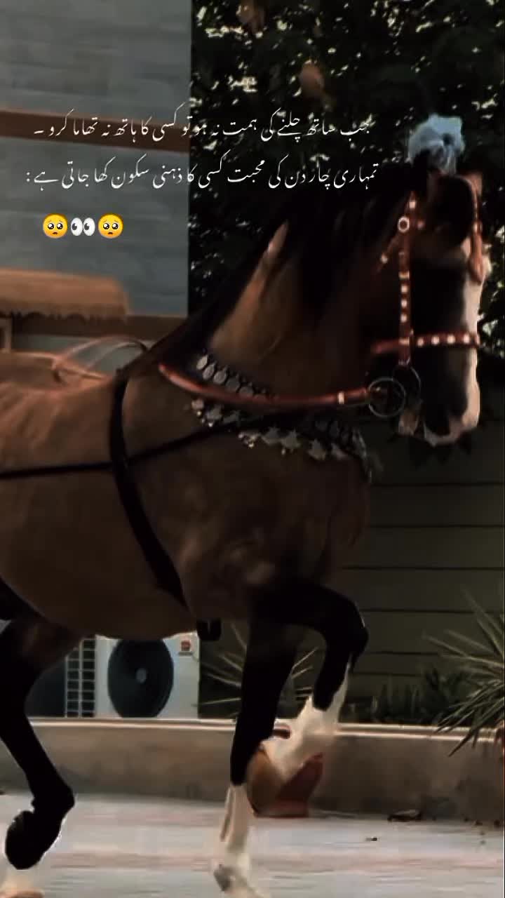 @𓆩⍣⃝𝙏𝙖𝙮𝙖𝙗 𝙎𝙞𝙗𝙩𝙖𝙞𝙣࿐