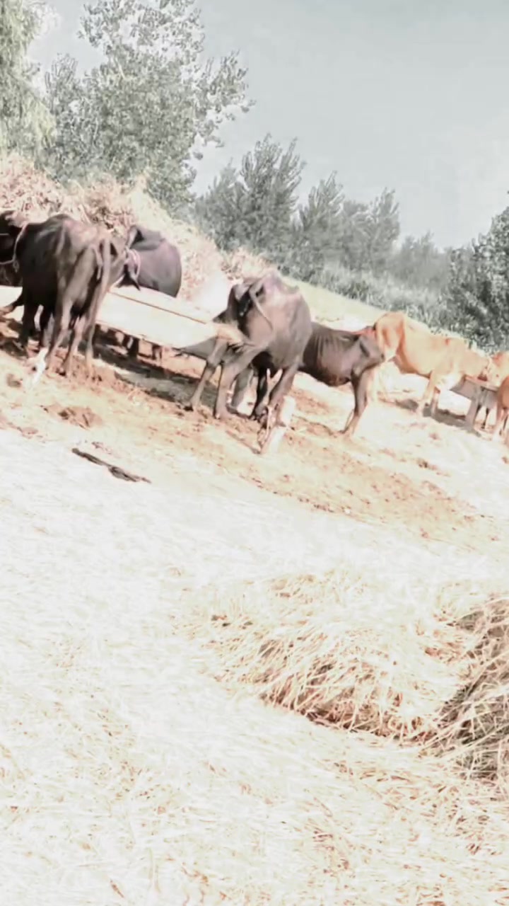 @ladla786