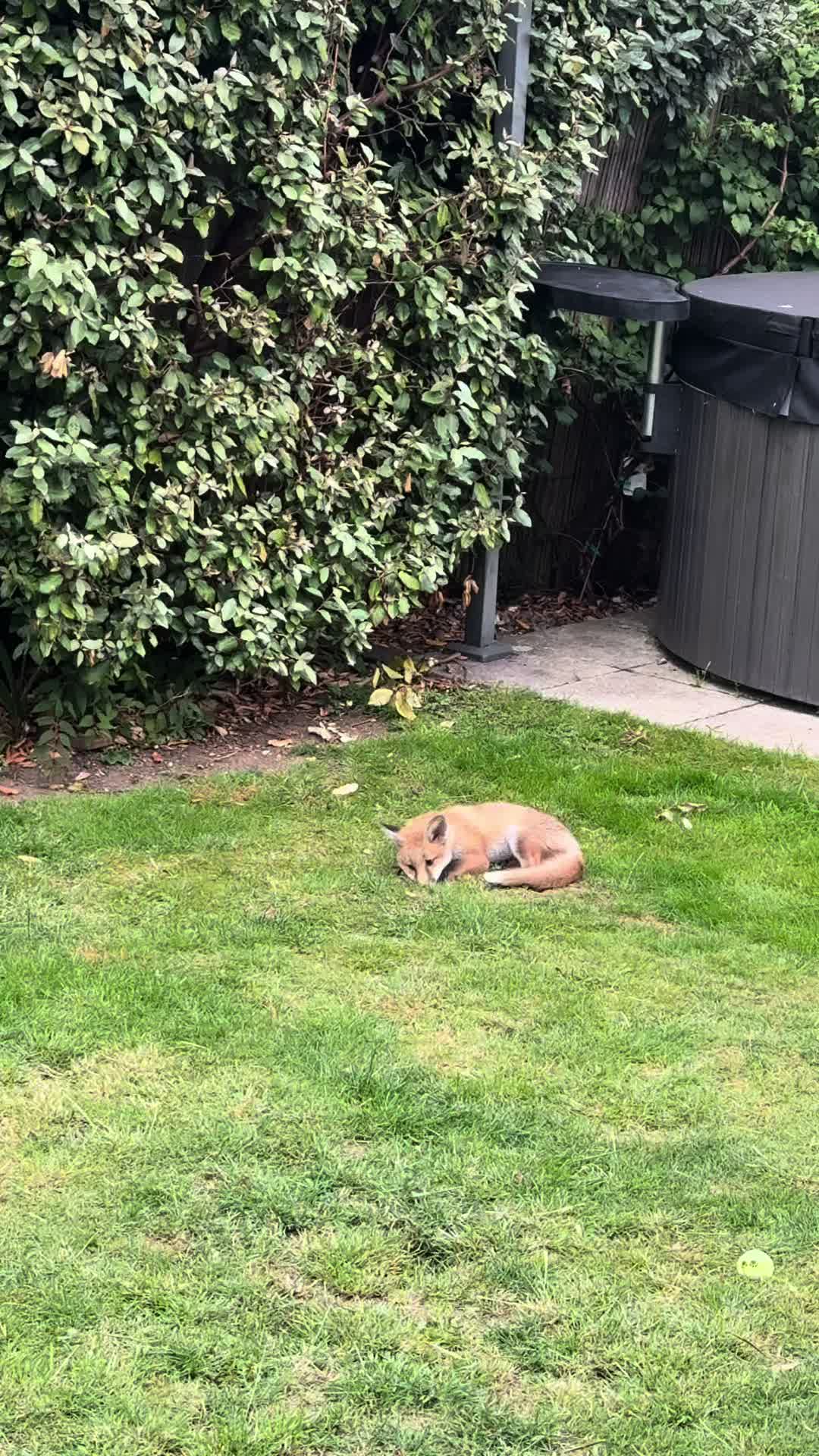 @gp_wildlife