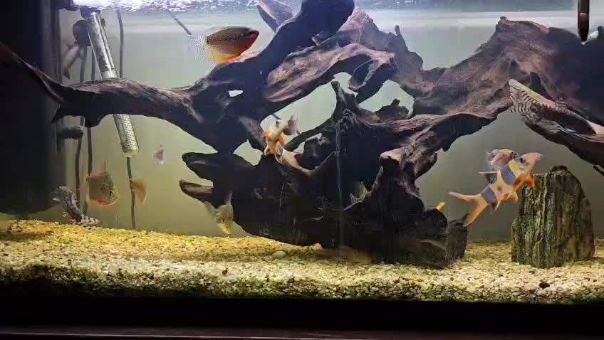 @CRBaquatics