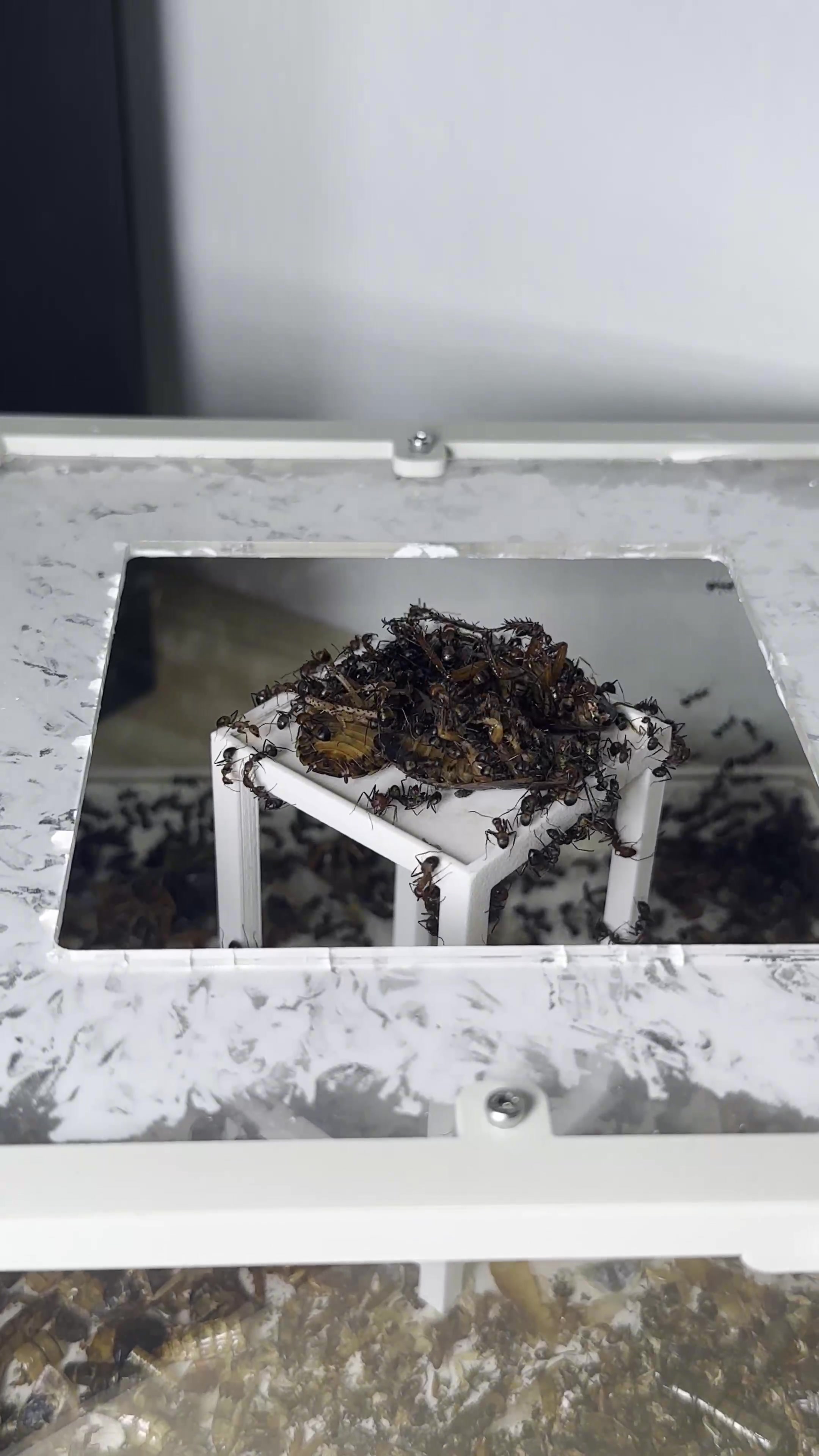 @GigaFourmis🐜