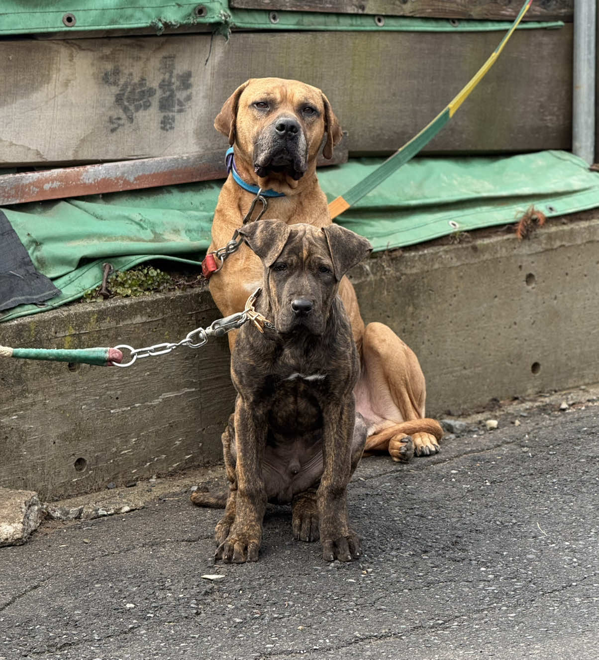@土佐犬と女子大学生🐾👩🏻&zwj;🎓