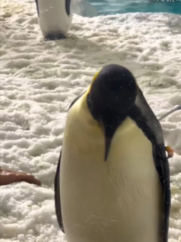 @Mundo dos Animais