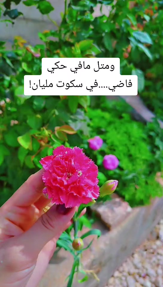@عبير الورد🍃❤️