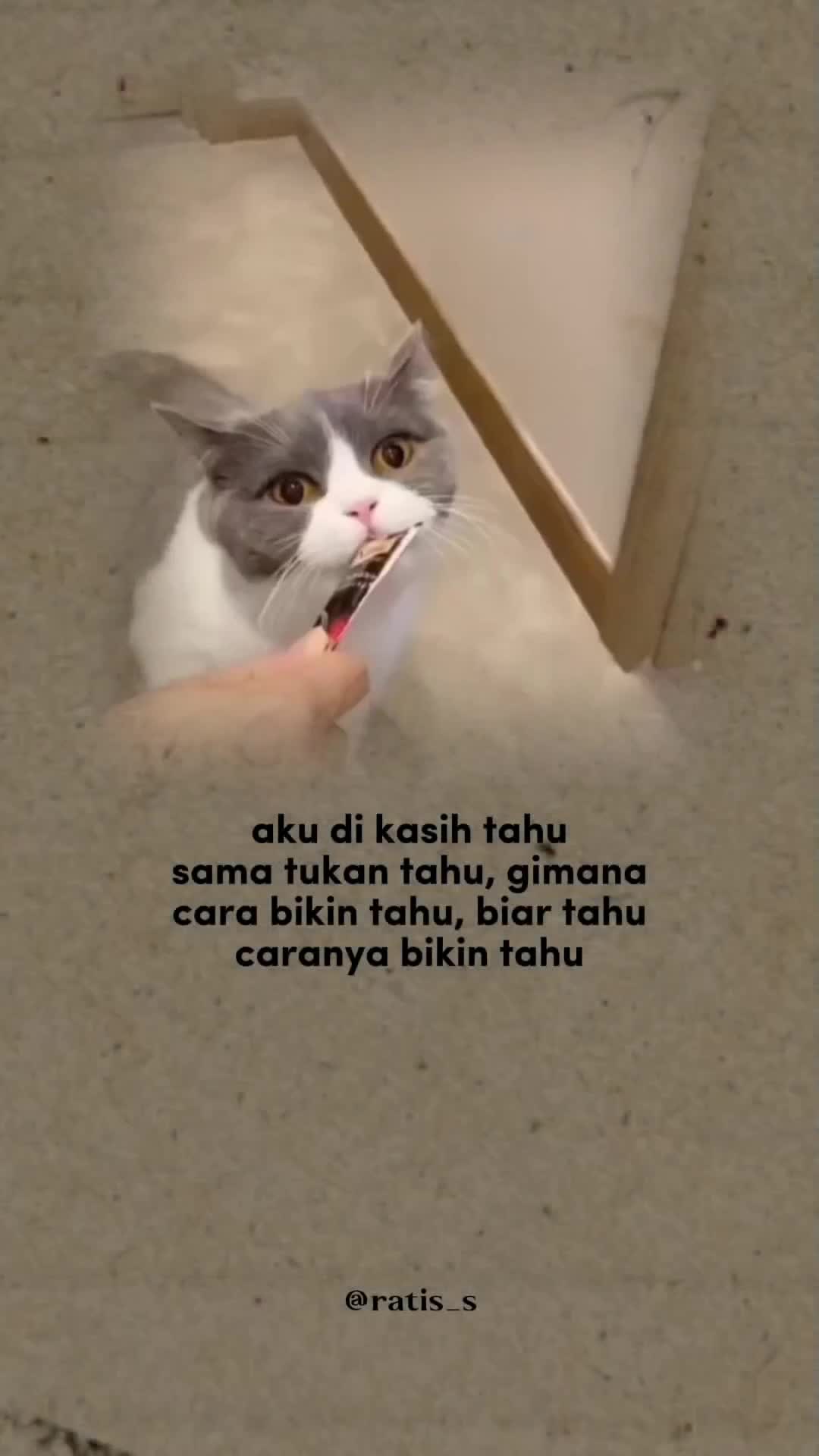 @ratsss