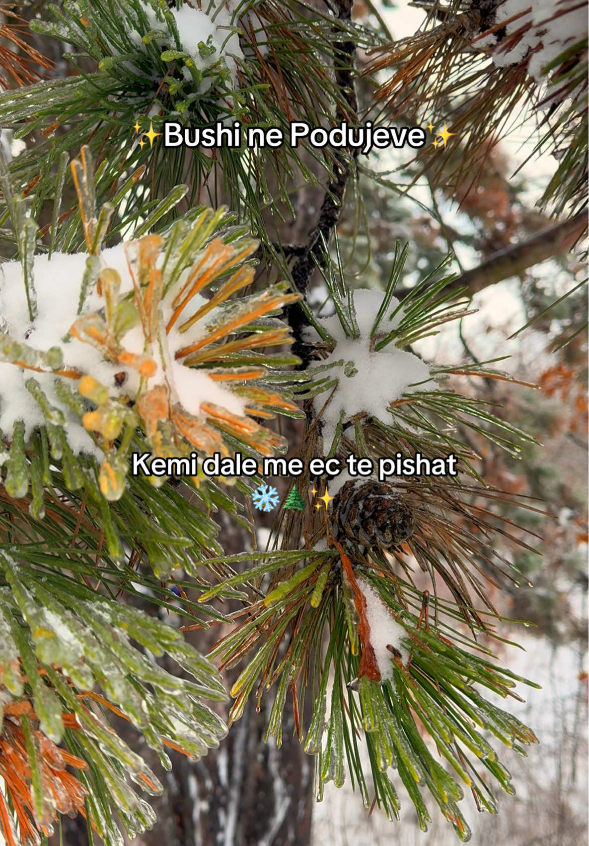 @Bushi<3