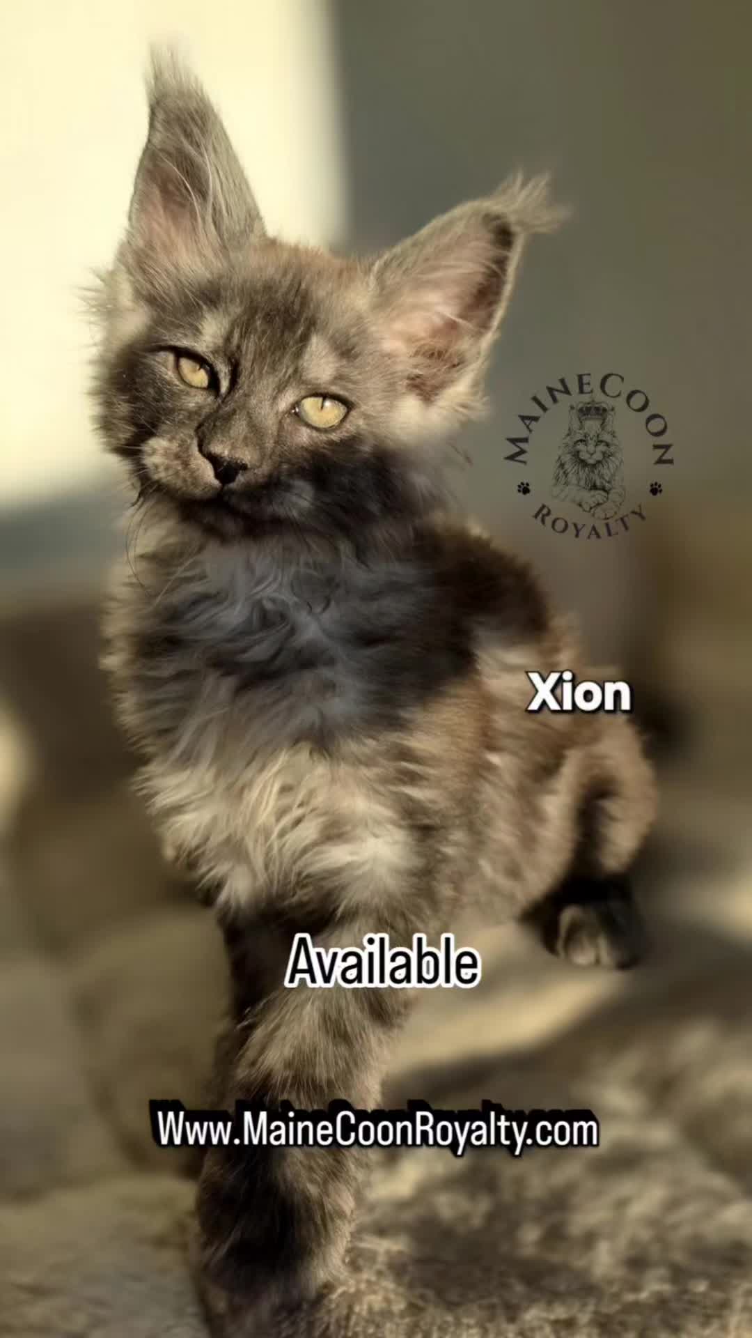 @MaineCoon Royalty
