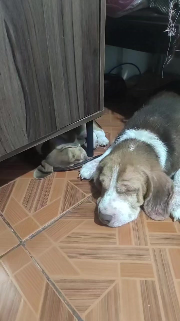 @Pawborito