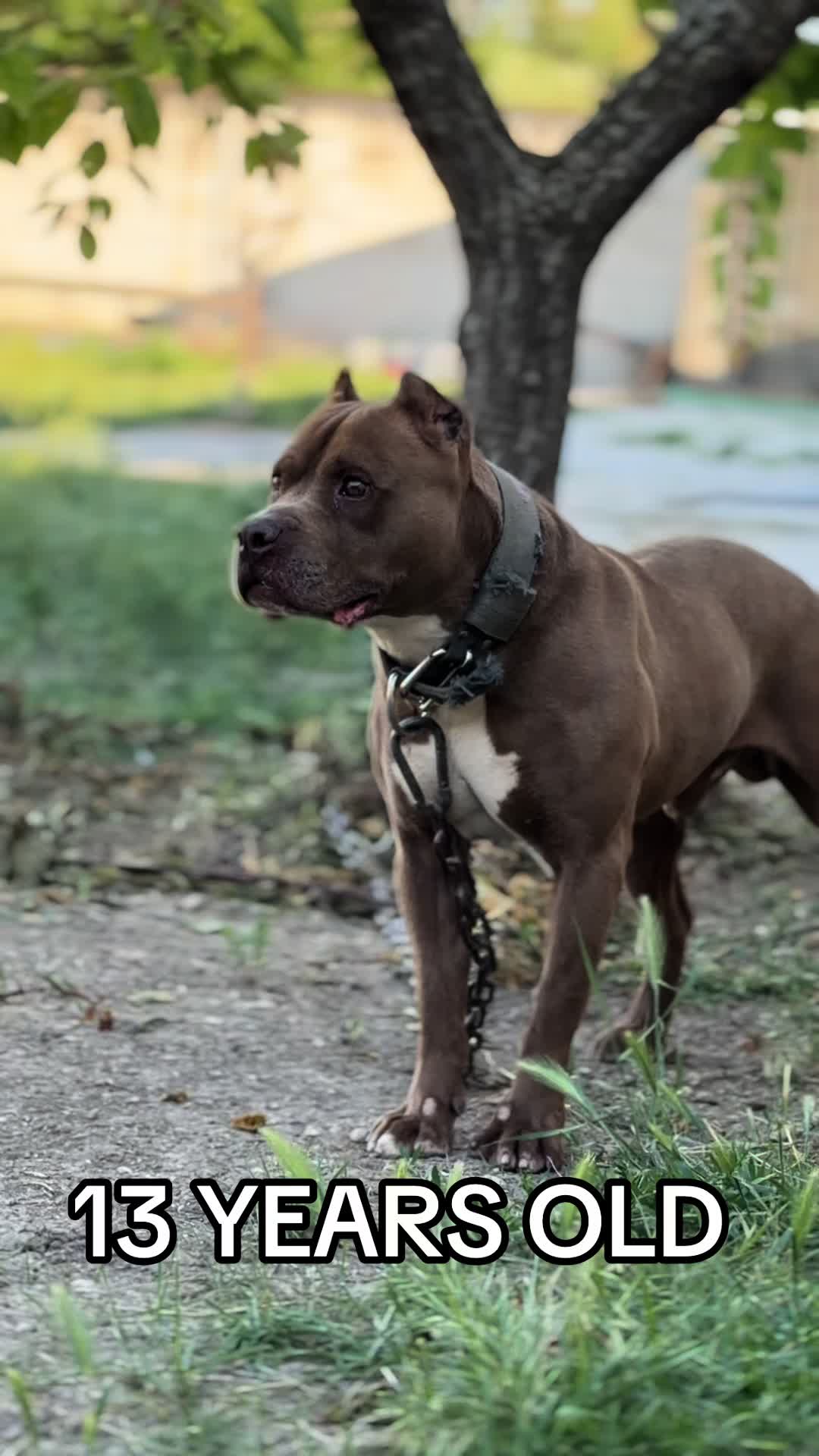 @RedForcePitbull
