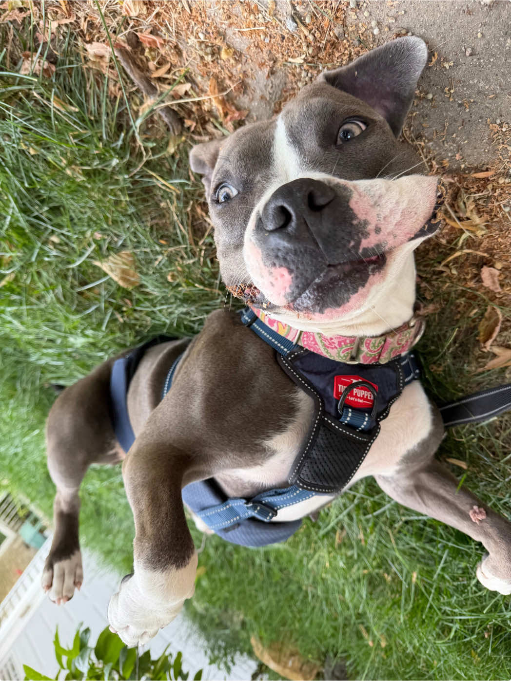 @sftsanimalrescue