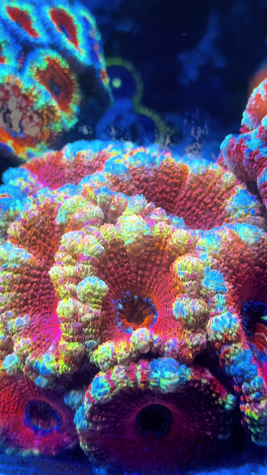 @Palmetto Reef