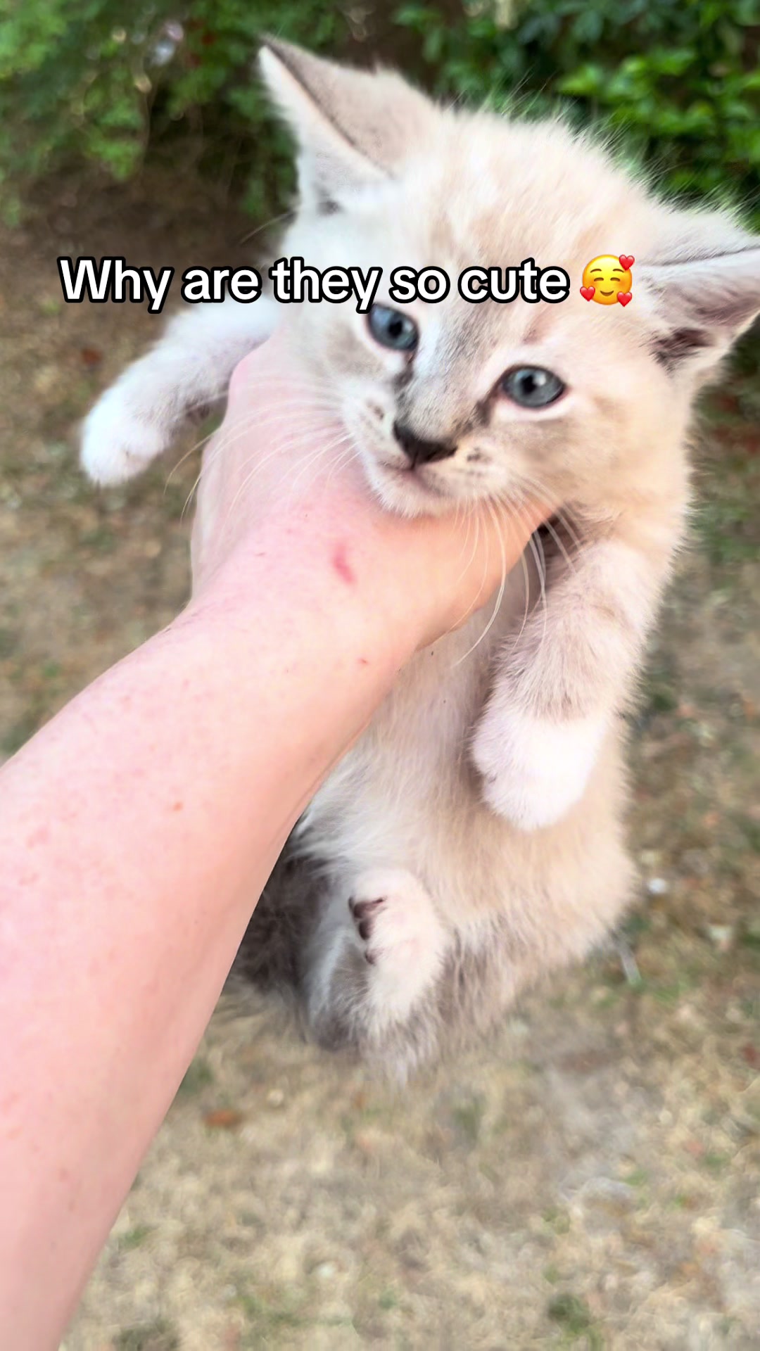 @Cats cats cats