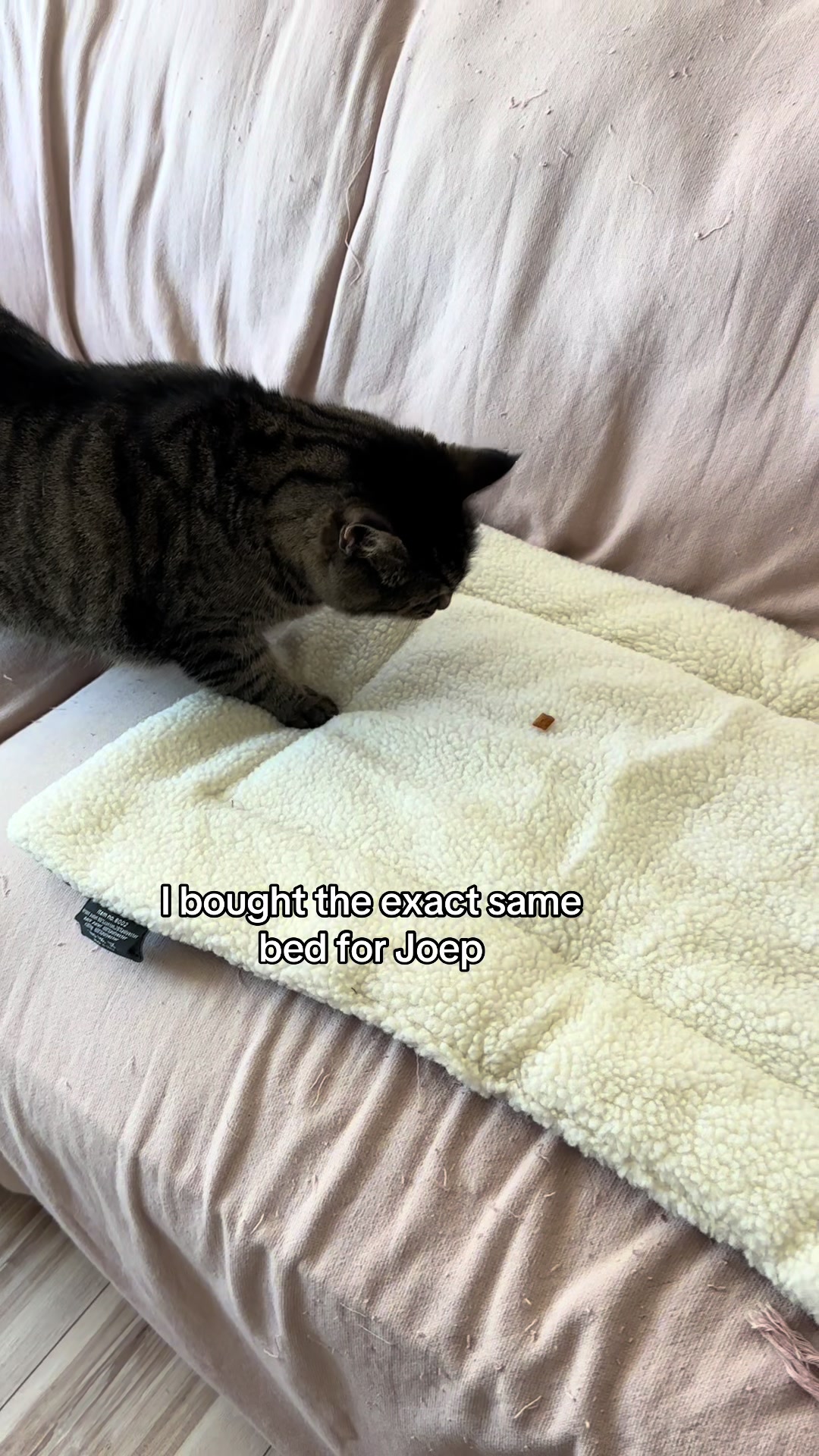 @Joep_the_ rescuecat