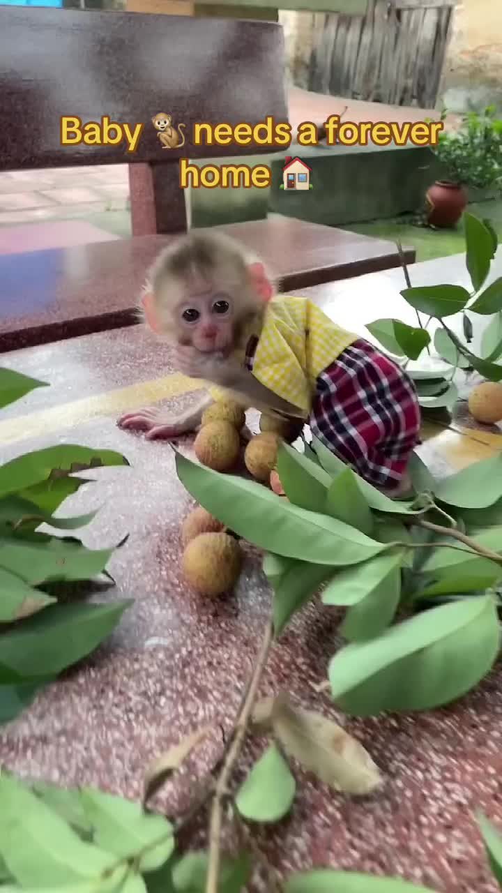 @Baby Monkey Rescue