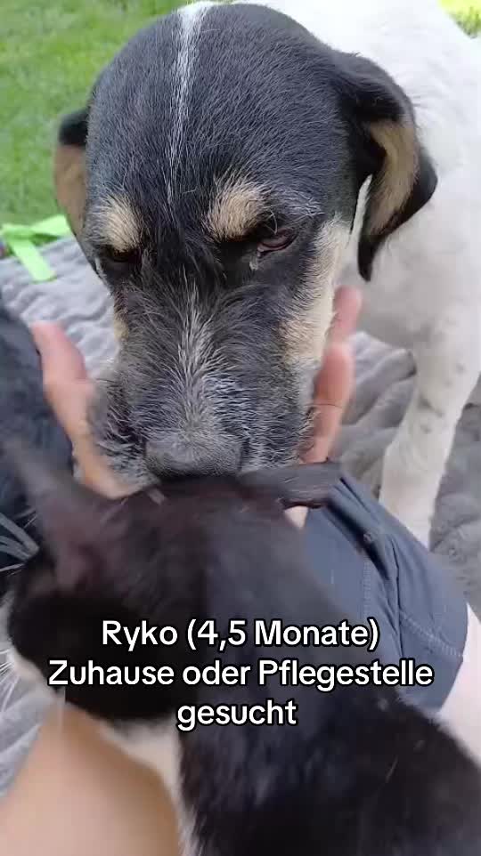 @Ankerhunde e.V.