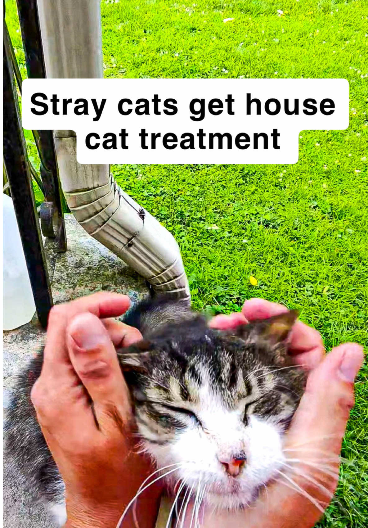 @first class whiskers