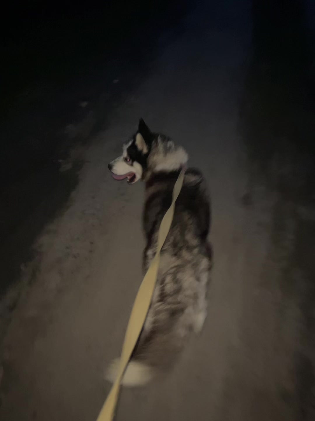 @Той самий Хаскі🐺