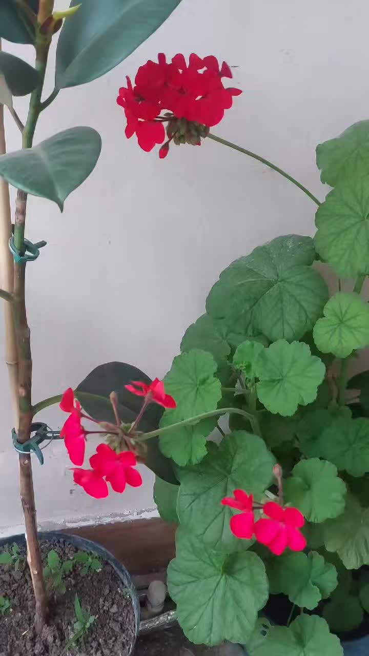 @@@თამო@@