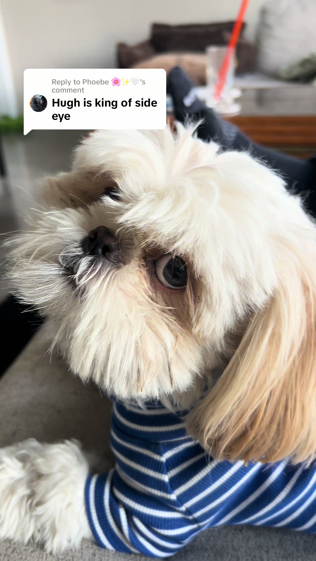 @Hugh the Shih Tzu