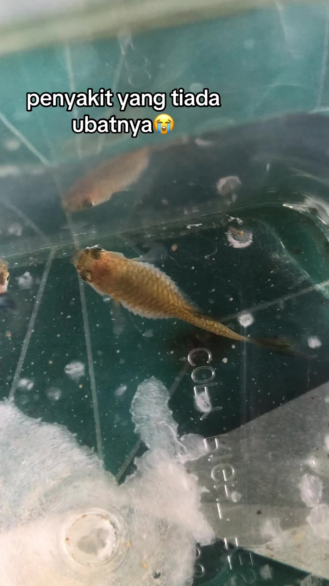 @RULL GUPPY??