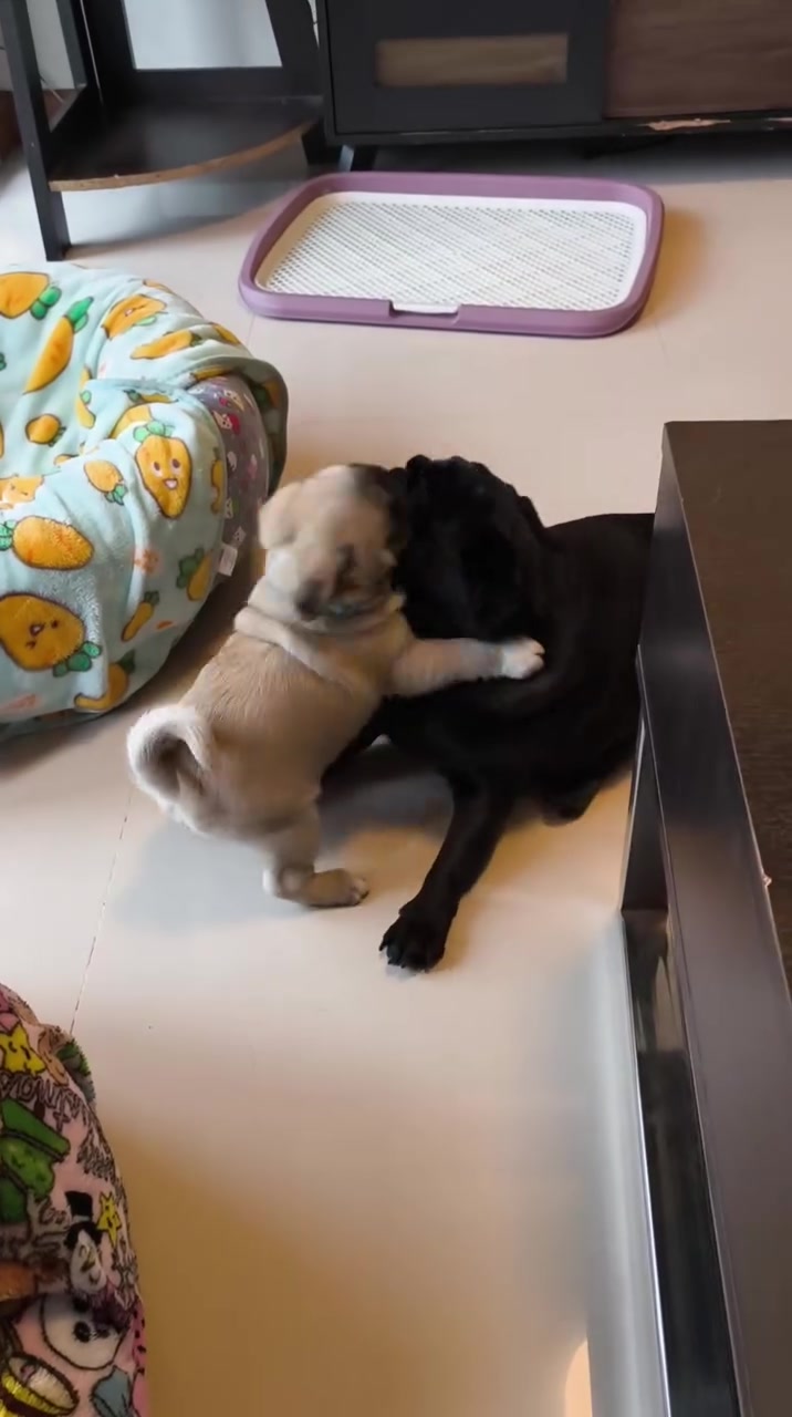 @Pug Puppies world 🐶❤️