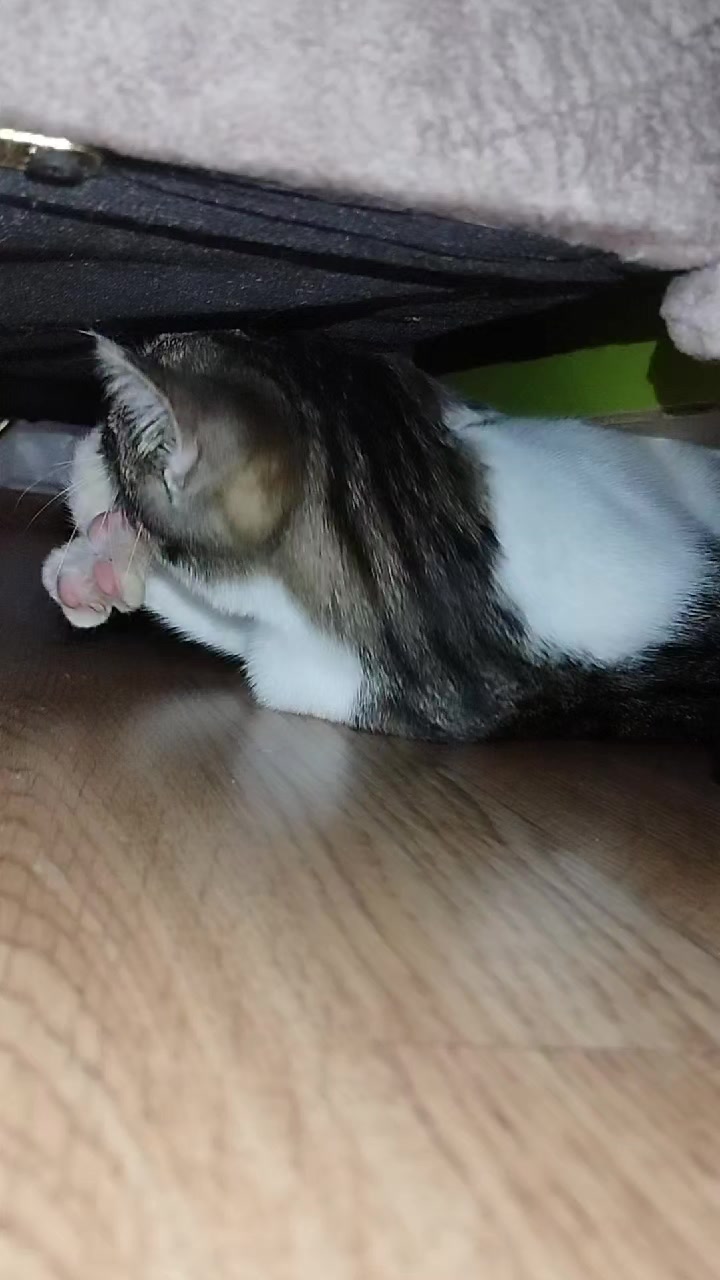 @🐾