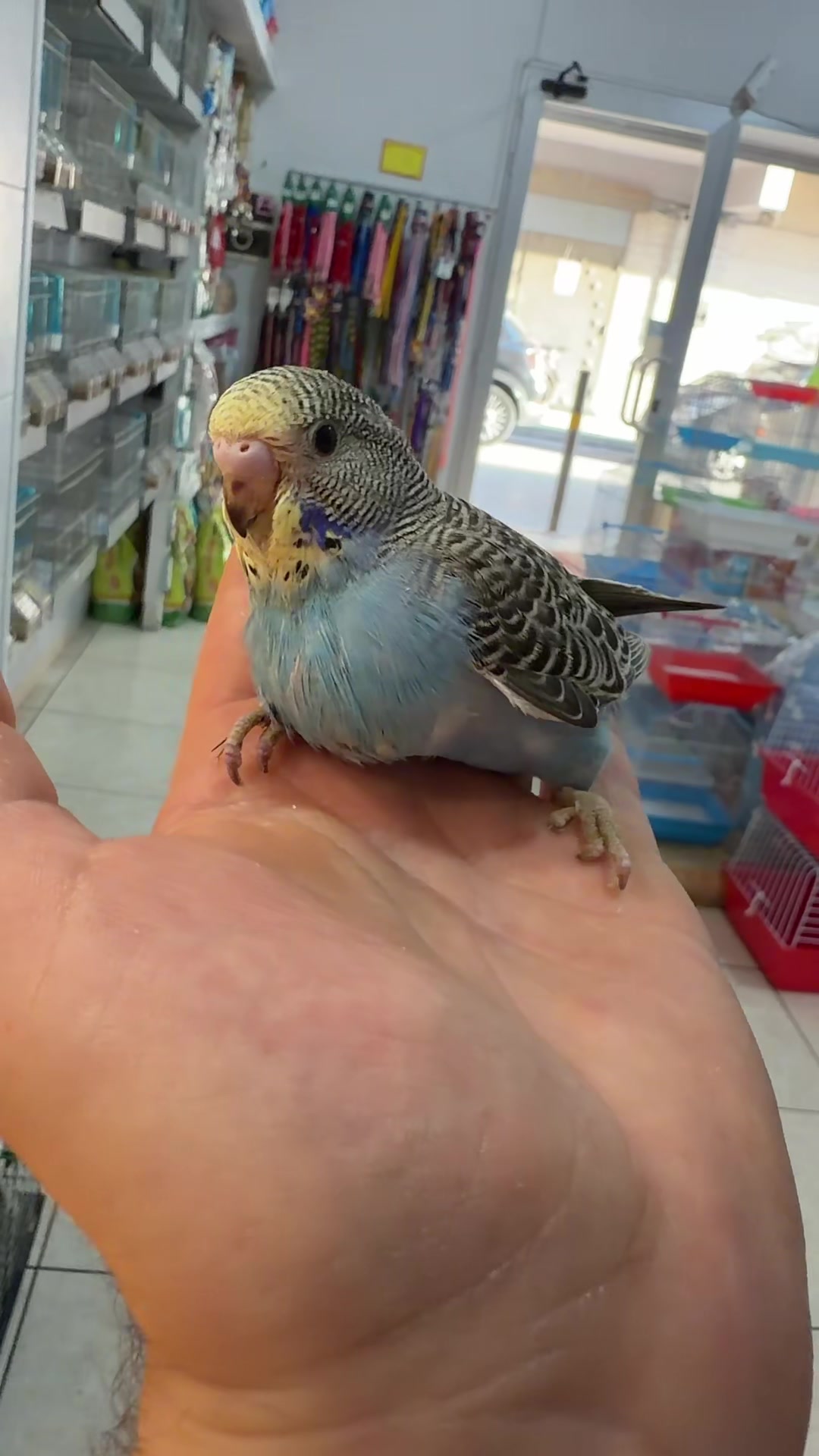 @Baby’s Bird