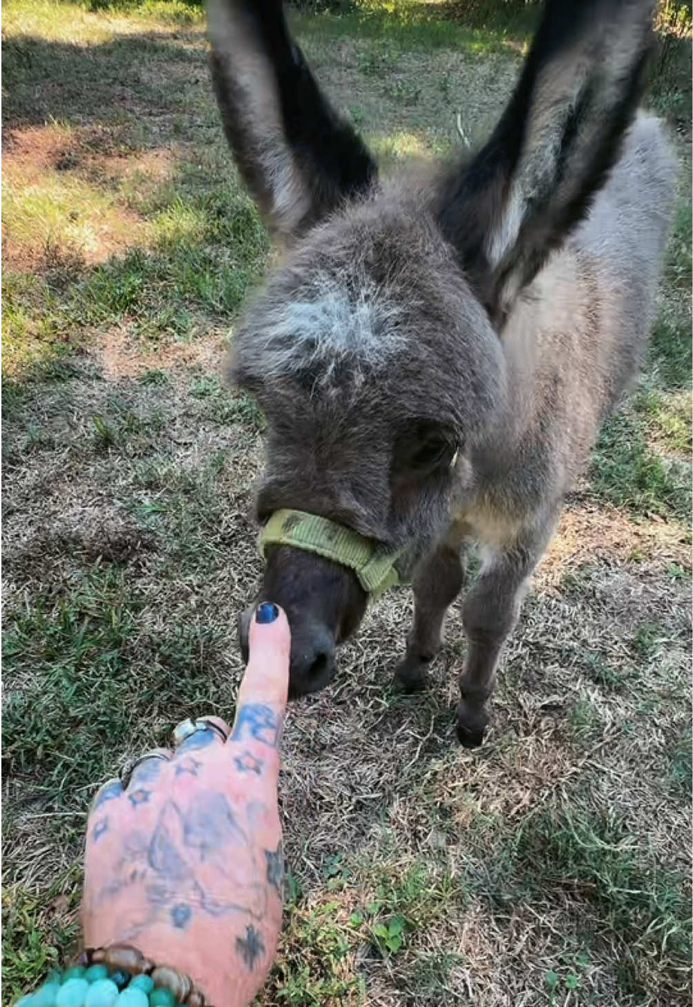 @Fenrir