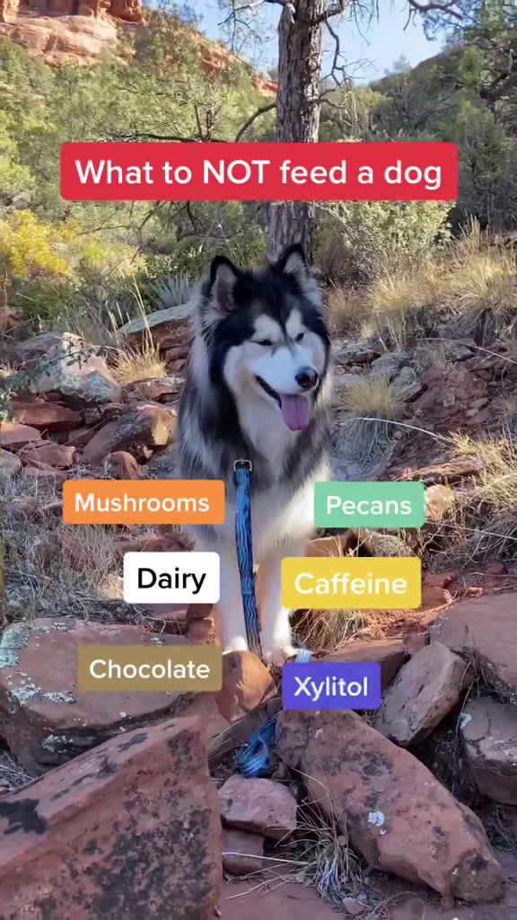 @Bandit The Husky
