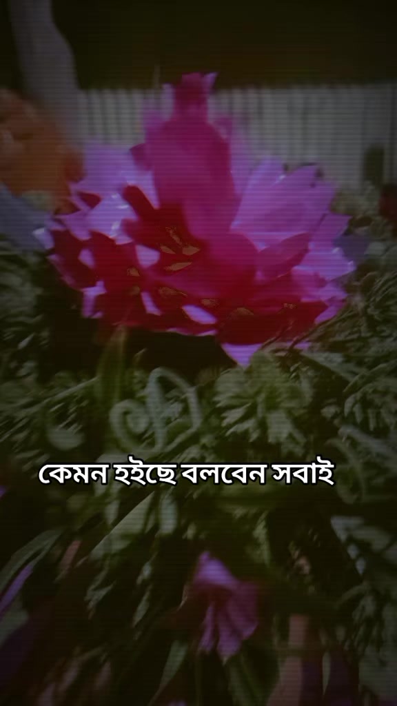 @অচেনা মায়াবতী 🤟🤟🤟🤟❤️❤️